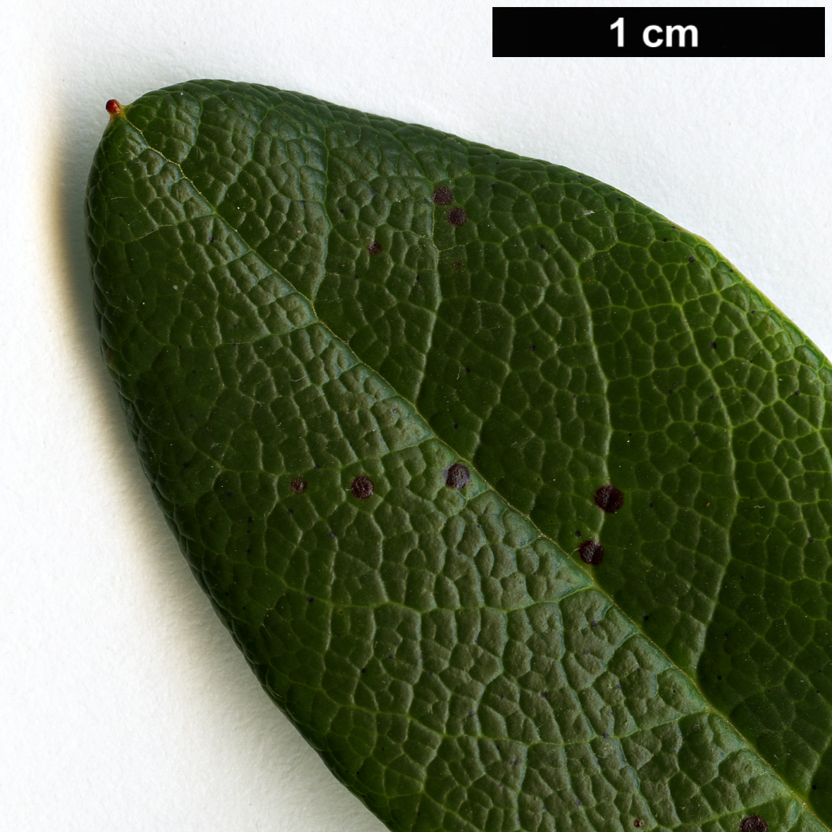 High resolution image: Family: Ericaceae - Genus: Rhododendron - Taxon: chamaethomsonii - SpeciesSub: var. chamaethauma